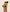 ###Lemon Yellow