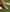 ###Pink